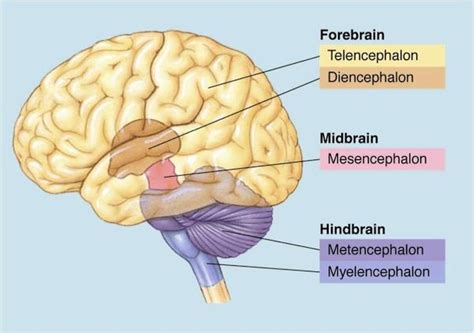 brain divisions | Brain anatomy, Nervous system, Human anatomy and physiology