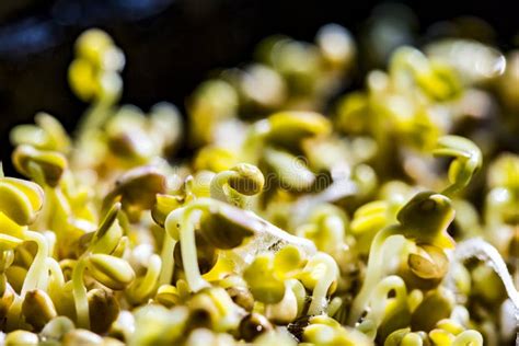 Close Up Of Mustard Microgreens Growing Mustard Sprouts Close Up View