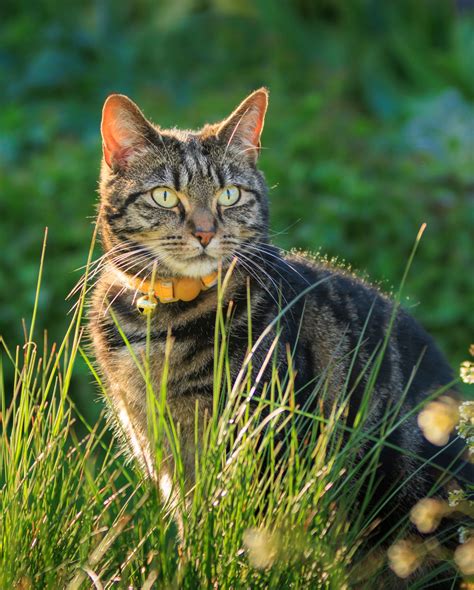 6 Cat Breeds For Dog People