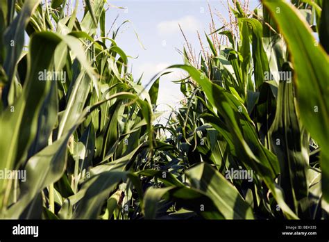 Nebraska Corn Field Hi Res Stock Photography And Images Alamy