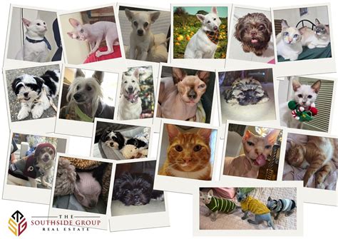 Exploring Southern Maryland Pet Services: A Guide to Finding the Best