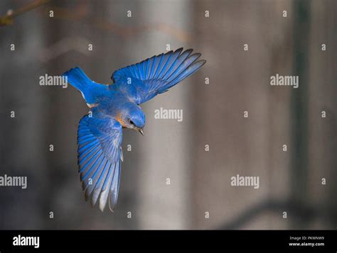 Eastern Bluebird :: Sialia sialis Stock Photo - Alamy