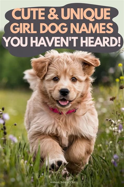 Cute & Unique Girl Dog Names You Haven’t Heard! | Girl dog names