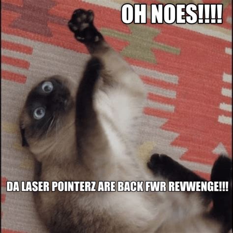 LASER POINTER - Lolcats - lol | cat memes | funny cats | funny cat ...