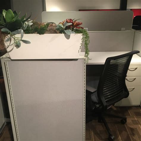 Best Cubicle Plants Greencleandesigns Indoor Clean Air Purifying Plants