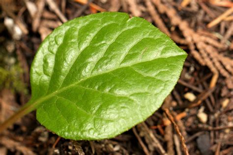 Pink Wintergreen - Flowers of Rainier