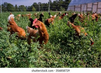 195 Red Sex Link Chicken Images Stock Photos Vectors Shutterstock
