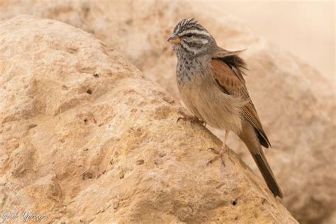 Gad Yaron Birds Photography Passerines