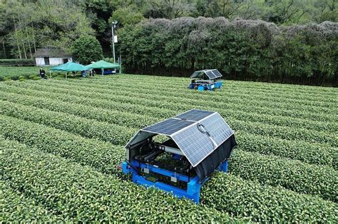 “机器人”采茶！智能采茶机器人现身西湖龙井茶园腾讯新闻