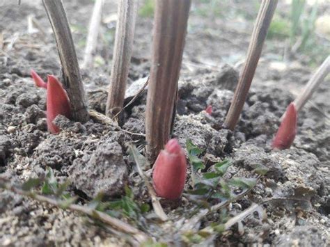 Посадка пионов весной в открытый грунт: 5 советов