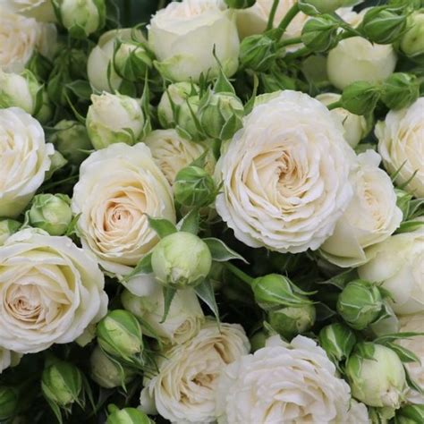 Virgo Spray Roses Florabundance Wholesale Flowers