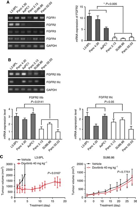 In Vivo Growth Inhibition By Dovitinib In Pancreatic Cancer Cell Line