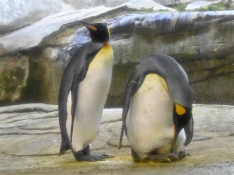 Two Male Penguins in Berlin Join Long Line of Same-Sex Pairs to Adopt