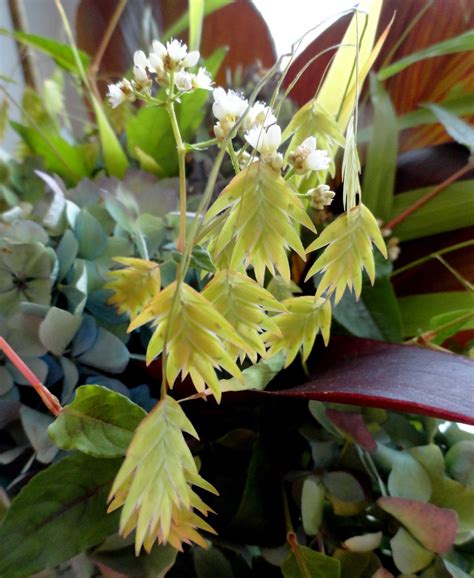 danger garden: In a Vase on Monday, the "Goodbye Neighbors" edition