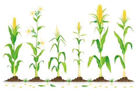 Premium Photo A Row Of Corn Growing In The Ground Suitable For