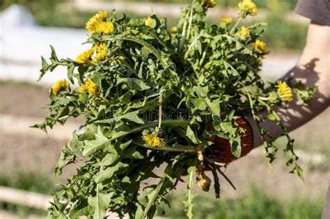 Gardeners Hand Holding A Weed Bunch Dandelion Plant With Large Roots