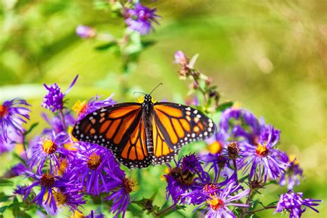100 Monarch Butterflies Wallpapers
