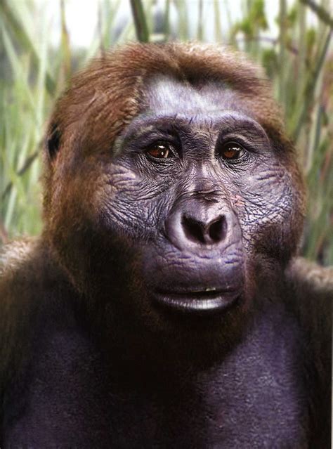 Paranthropus boisei - reconstruction by Viktor Deak Ancient Humans ...