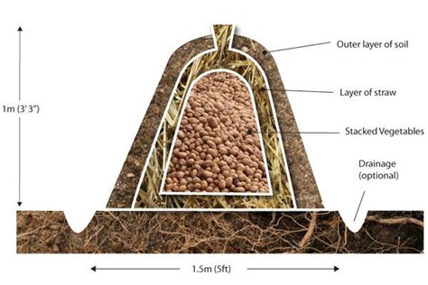 How To Store Root Vegetables In A Clamp Pocket Farm Magazine In 2020