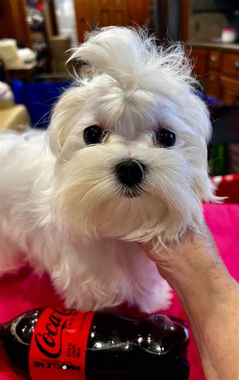 Maltese Puppies For Sale
