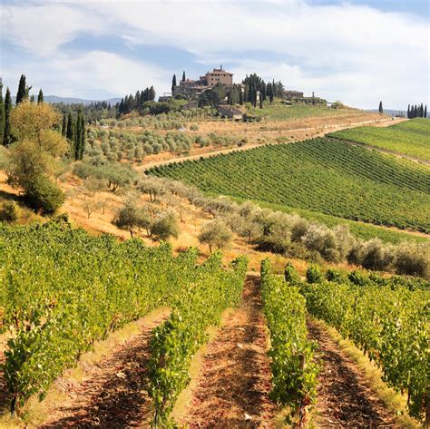 Chianti Vineyards And Olive Gardens In Tuscany © All Right Flickr