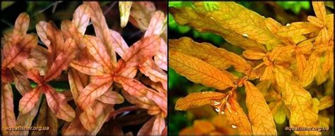 Идентификация: Людвигия инклината — Ludwigia inclinata | Любителям ...