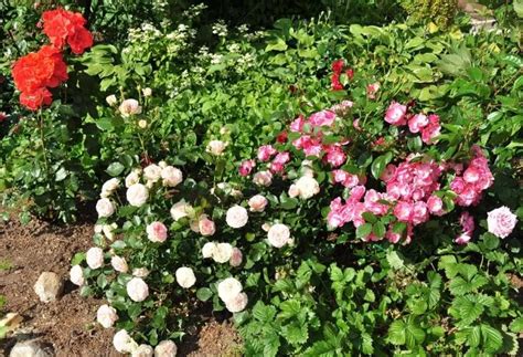 Самые красивые розы для сада (100 фото) 🔥 BipBap.ru