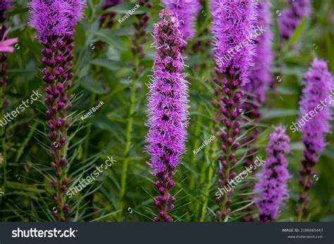 434 Meadow Blazing Star Stock Photos Images And Photography Shutterstock