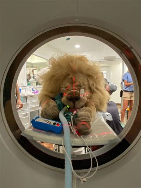 Lion Going For A Ct Scan This Is From A Vet Hospital I Used To Work At