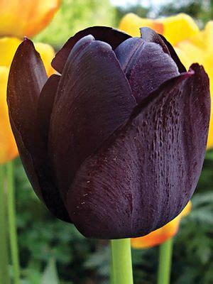 Купити тюльпан простий пізній Queen of Night (Квін оф найт)