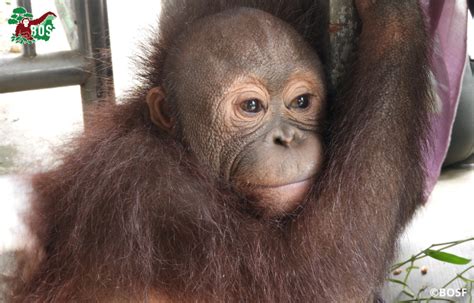 Another Rescue Borneo Orangutan Survival