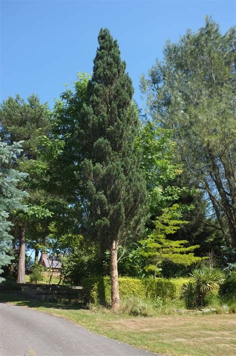Pinus sylvestris - Trees and Shrubs Online