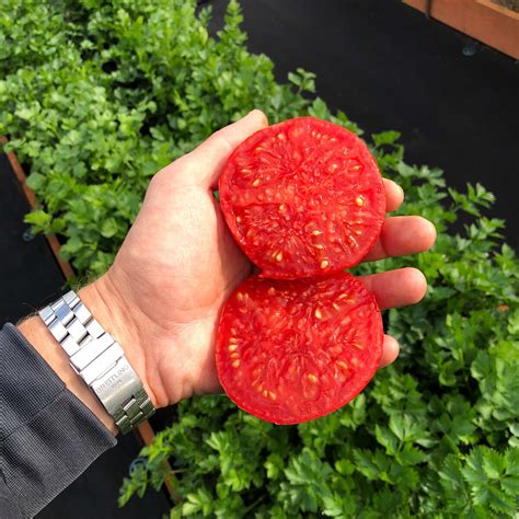 Купить семена Помидор Монгол карлик — от НПО Сады Росcии