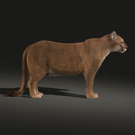 Cougar Fur 3d Model