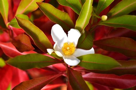 Franklinia X Gordonia lasianthus - X Gordlinia grandiflora - Wholesale