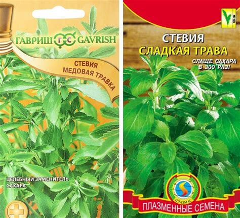 Стевия - трава для диабетиков | Вдали от города (огород + подсобное ...