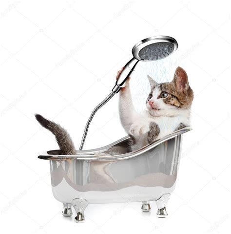 Katze Duschen