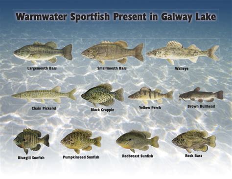 Fish In Galway Lake Connections Galway Lake Campers Association Website