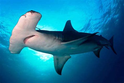 Tiburón Martillo Gigante Sphyrna Mokarran Ar