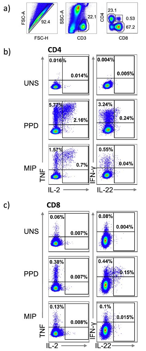 Flow Cytometry Gating Strategy To Identify Cytokine Expressing Cd And