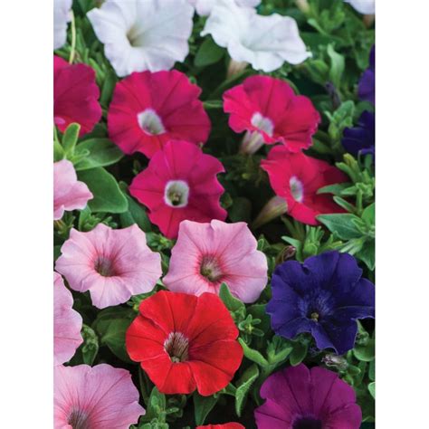 Петуния Бордюрна Микс от Plants.bg с отлична цена