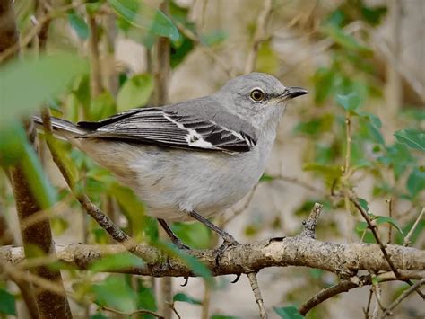 What is the State Bird of Arkansas? - Animals Insider