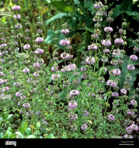 Poleiminze; Pfefferminze; Mentha pulegium, Heilpflanzen Stock Photo - Alamy