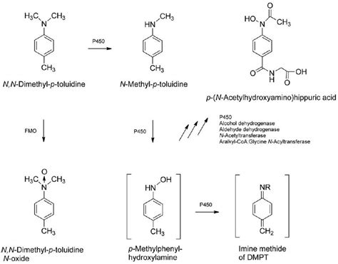 Observed DMPT metabolites (Kim et al. 2007) including some proposed ...