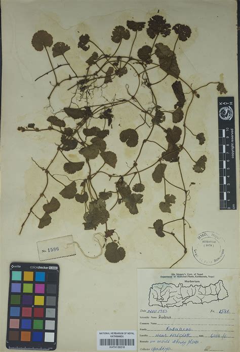 Plant Database System Herbarium And Plant Laboratories Kath