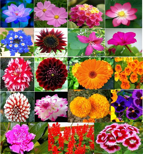 301 Different Types Of Flowers With Names And Pictures 41 Off
