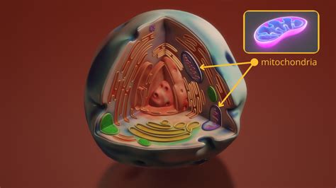 plant genomics puzzles  mitochondrial genomes darwin tree  life