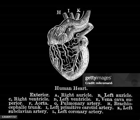 Auricle Of Heart Photos And Premium High Res Pictures Getty Images