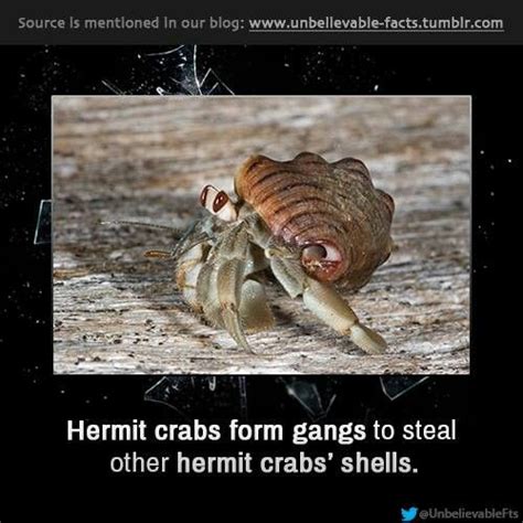 Crabs Hermit Crab Crab Unbelievable Facts