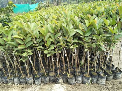 Full Sun Exposure Thai 7 Guava Plant At Rs 35piece In North 24